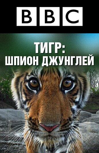 BBC: Тигр — Шпион джунглей / Tiger: Spy in the Jungle (2008) 